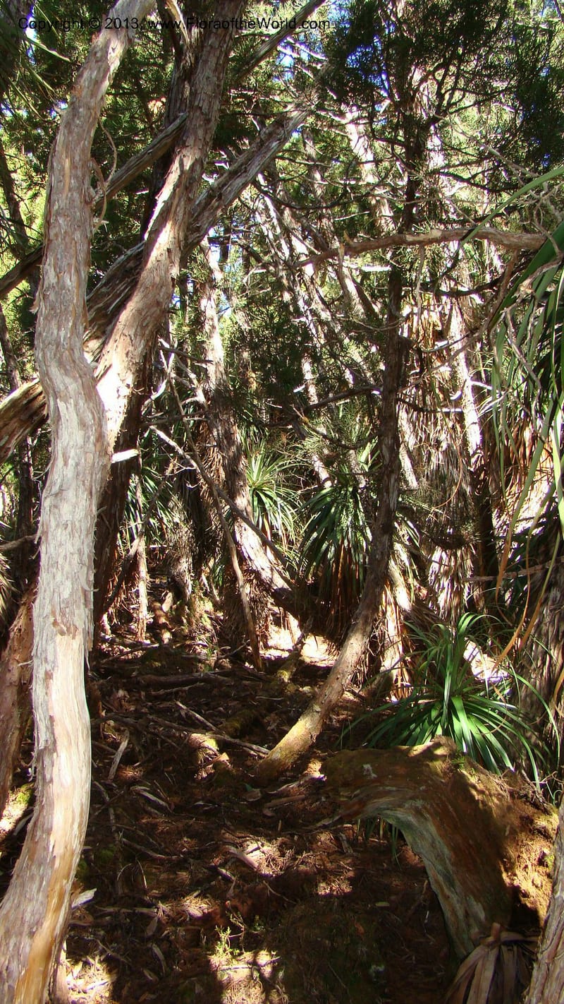 Tasmania. Mt. Field N. P. Near Lake Dobson. 29 Jan 2010. 004.jpg