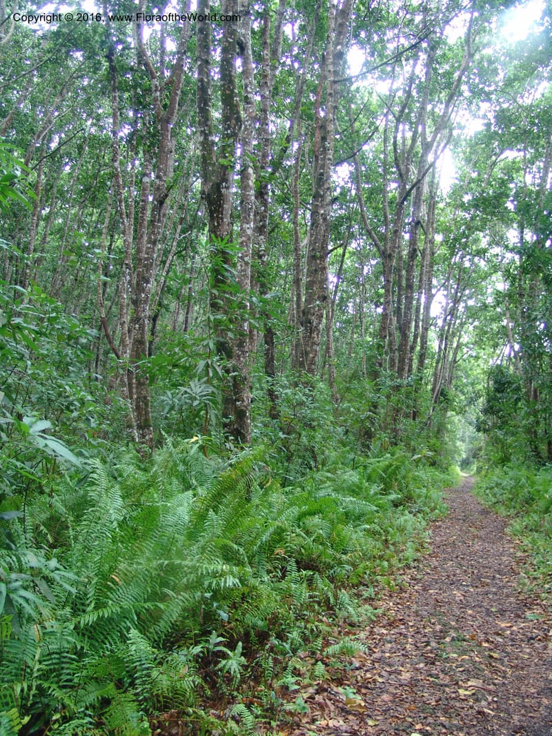 Tanzania. Zanzibar. Jozani Forest. 17 Jul 04. 103.jpg
