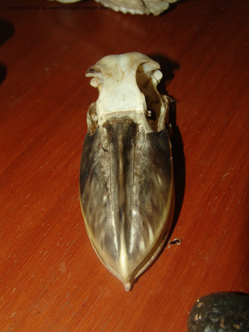 Potoo, Peru. Edo. Madre de Dios. ACEER Res. Ctr. 23 Oct 05. 016 (4).jpg