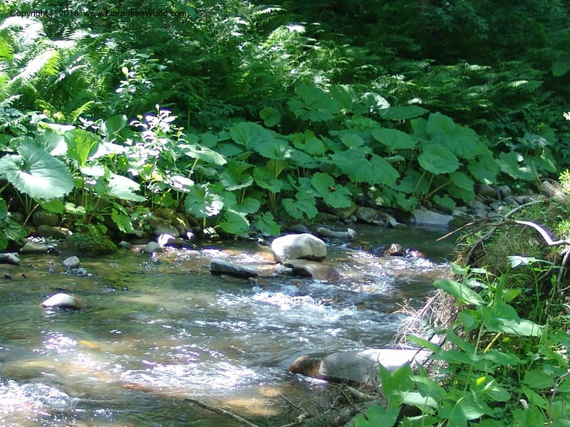 Georgia. Borjomi-Kharagauli Nat. Pk. 8  Jun 05. 101.jpg