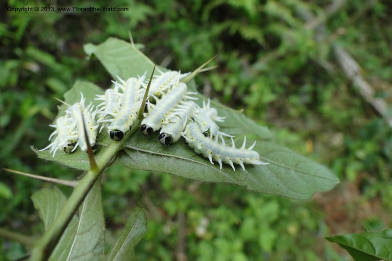Caterpillars on W. D. Stevens 30953--Paraguay. Edo. Guaira. Res. Ybytyruzu. 10 Mar 2011. 408 (4).jpg