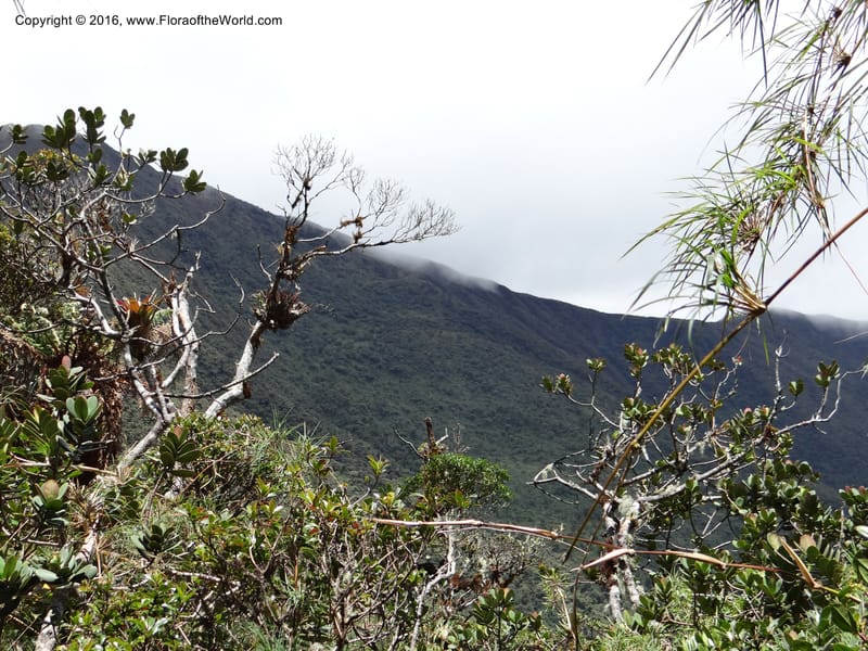 Ecuador. Loja. Podocarpus NP. Cajanuma. 29 Sep 2012. DSC05265 (345).JPG