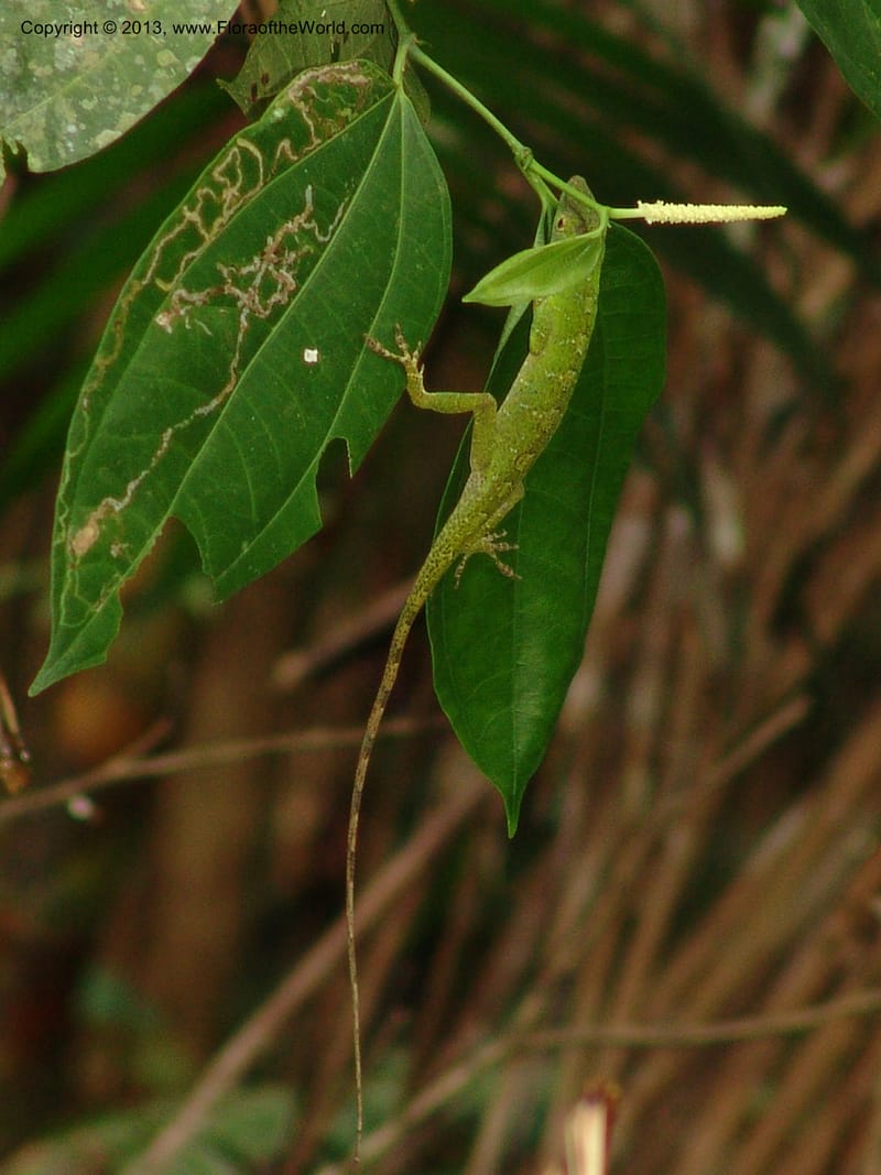 Lizard--Bolivia.  Pq. Nal. Madidi. Chalalan, Sendero sin nombre. 24 Sep 06. 233.jpg