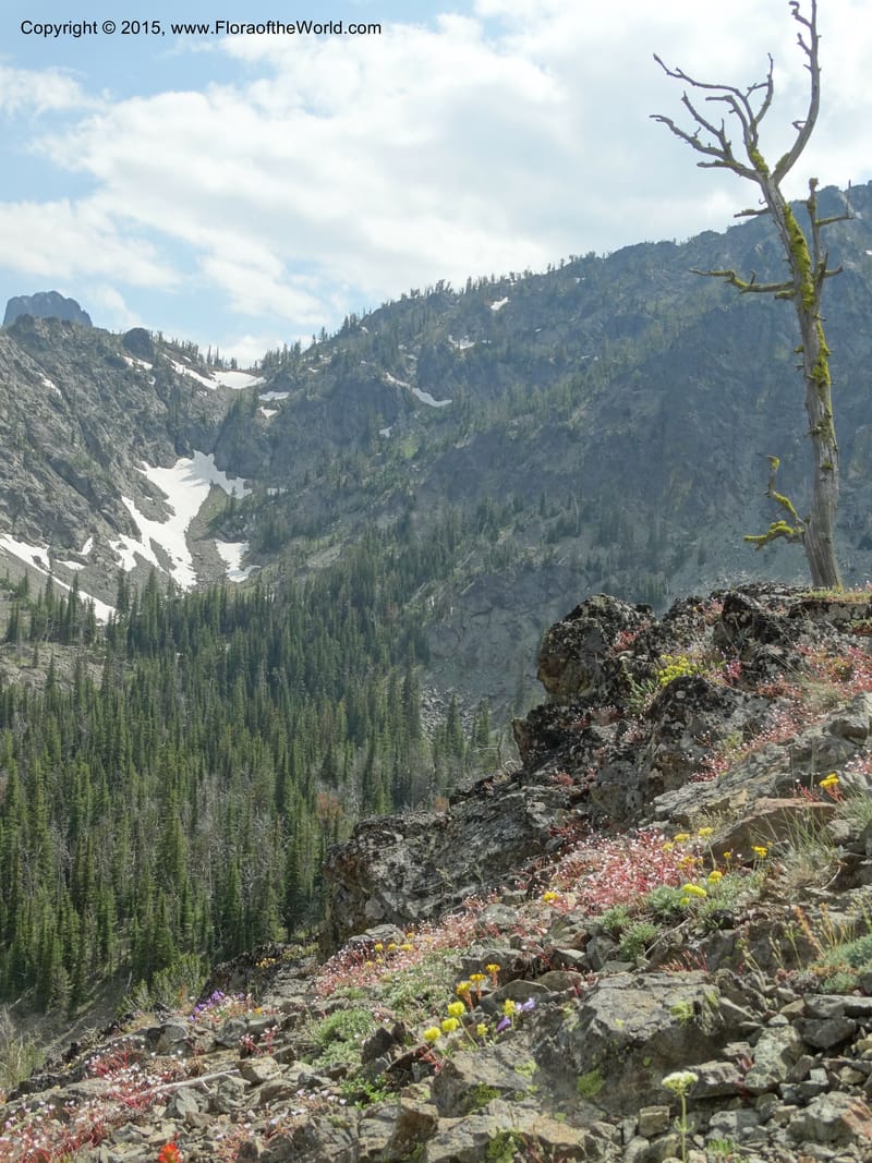 ID. Idaho Co. Seven Devils Camp Ground. 15 Jul 2014. DSC00113 (367).JPG