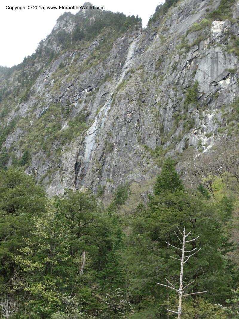 China. Sichuan. XiaYingShan to XiangZhai. 10 May 2014. DSC05109 (262).JPG