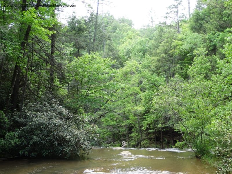 South Carolina. Oconee Co. Brasstown Cr. 19 May 2015. DSC06413 (186).JPG
