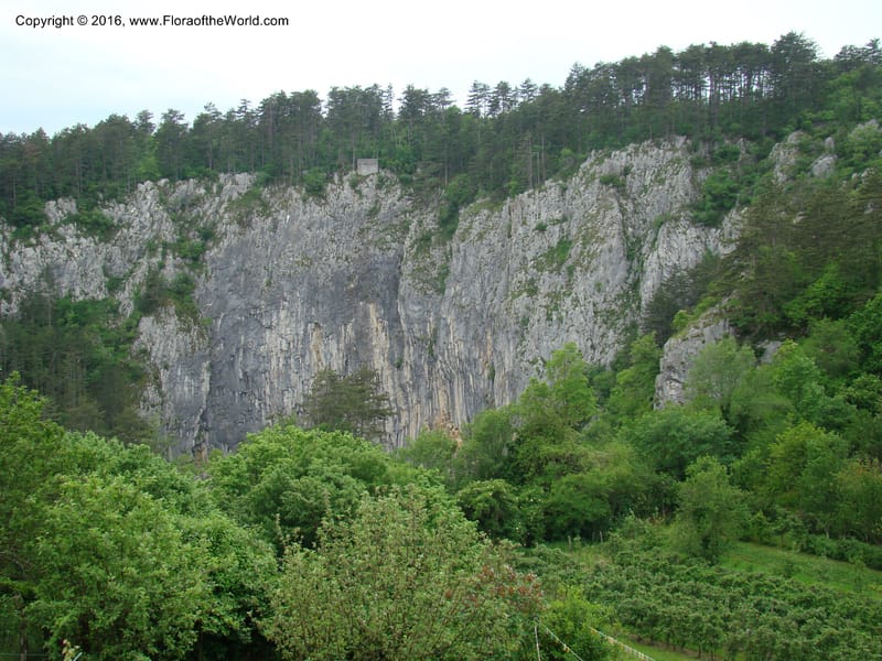 Slovenia. 2 km W of Skocjan on Rd 301. 16 May 08. 007.jpg