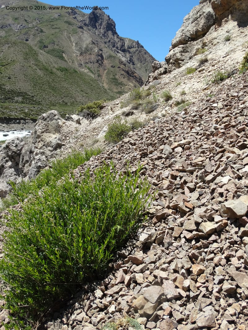 Chile. Ruta 115, to Laguna del Maule. 24 Nov 2014. DSC07486 (280).JPG