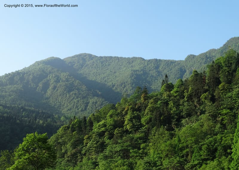 China. Sichuan. Emei Shan. 16 May 2014. DSC06936 (133).JPG