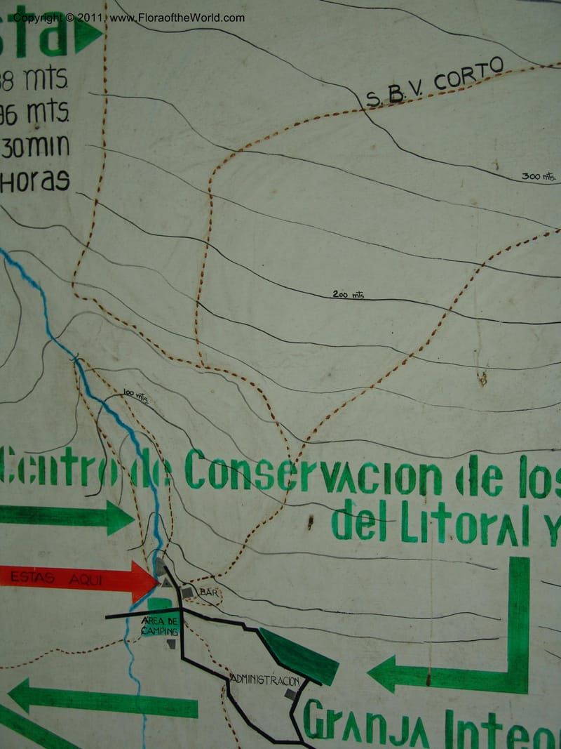 Ecuador. Edo. Los Rios. Bosq. Protect. Cerro Blanco. 20 Mar 06. 099.jpg