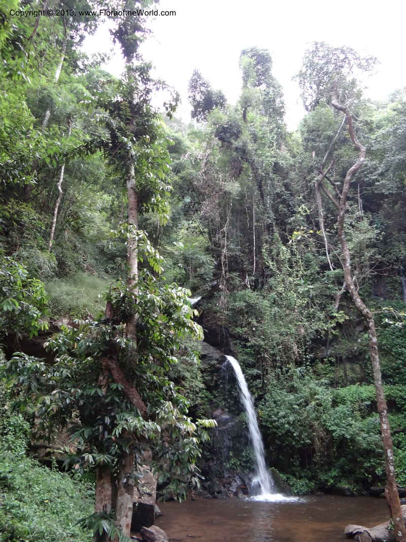 Thailand. Chiang Mai Prov. Doi Suthep Pui Nat. Park. 7 Nov 2012. DSC07362 (326).JPG