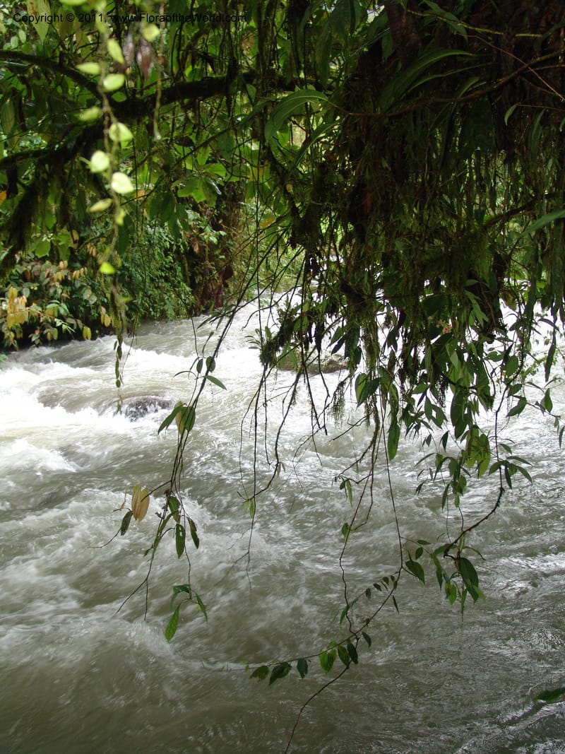 Ecuador. Maquipucuna Biol. Res. Send. al Humedal. 14 Mar 06. 404.jpg