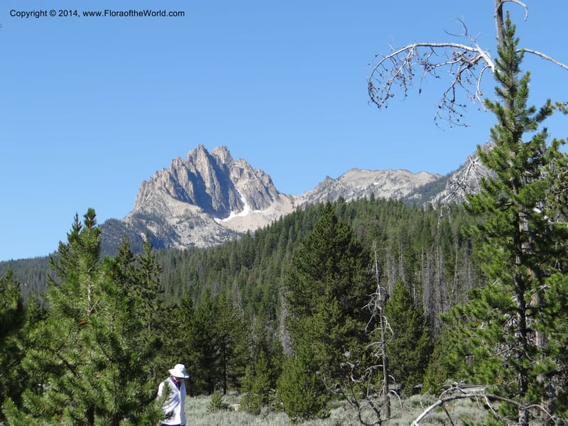 ID. Custer Co. 1.6 mi from Hwy 75 on Redfish Lake Rd. 13 Jul 2013. DSC06785 (91).JPG