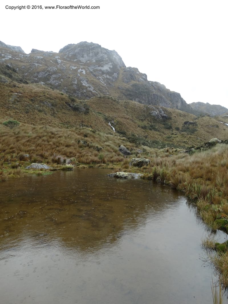 Ecuador. P. N. Cajas. 26 Apr 2015. DSC03197 (94).JPG
