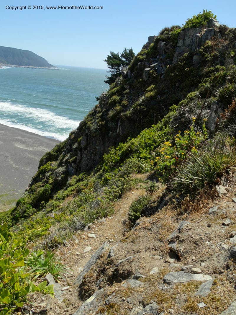Chile. Coastal rd S of Constitucion. 25 Nov 2014. DSC08074 (157).JPG