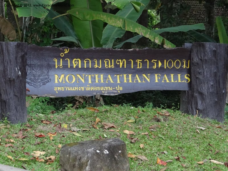 Thailand. Chiang Mai Prov. Doi Suthep Pui Nat. Park. 7 Nov 2012. DSC07362 (325).JPG