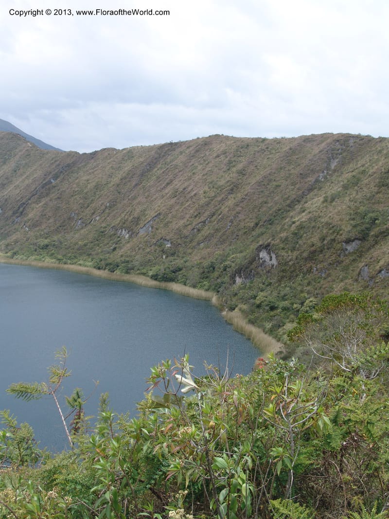 Ecuador. Prov. Imbabura.Laguna Cuicocha. 13 Sep 07. 094.jpg