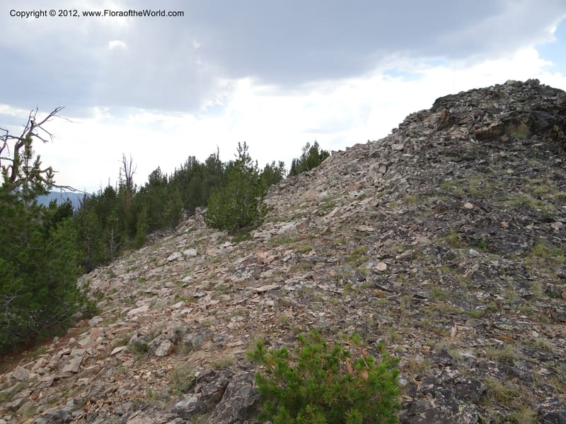 ID. Valley Co. Elk Summit. 7 Aug 2012. DSC04187 (74).JPG