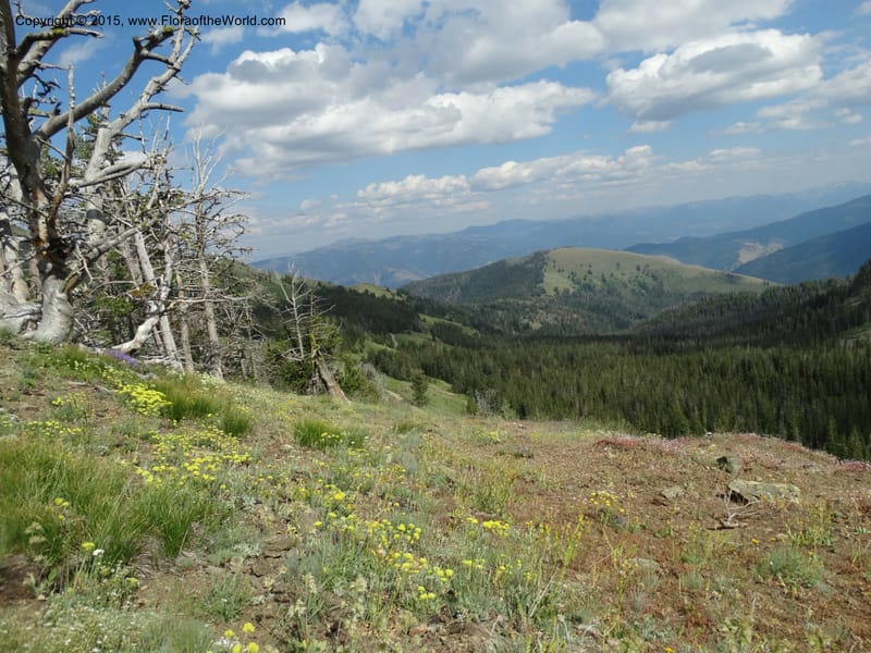 ID. Idaho Co. Seven Devils Camp Ground. 15 Jul 2014. DSC00113 (364).JPG