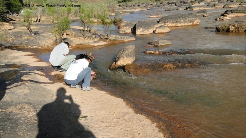 Madagascar. Mania River. 1 May 2010 003.jpg