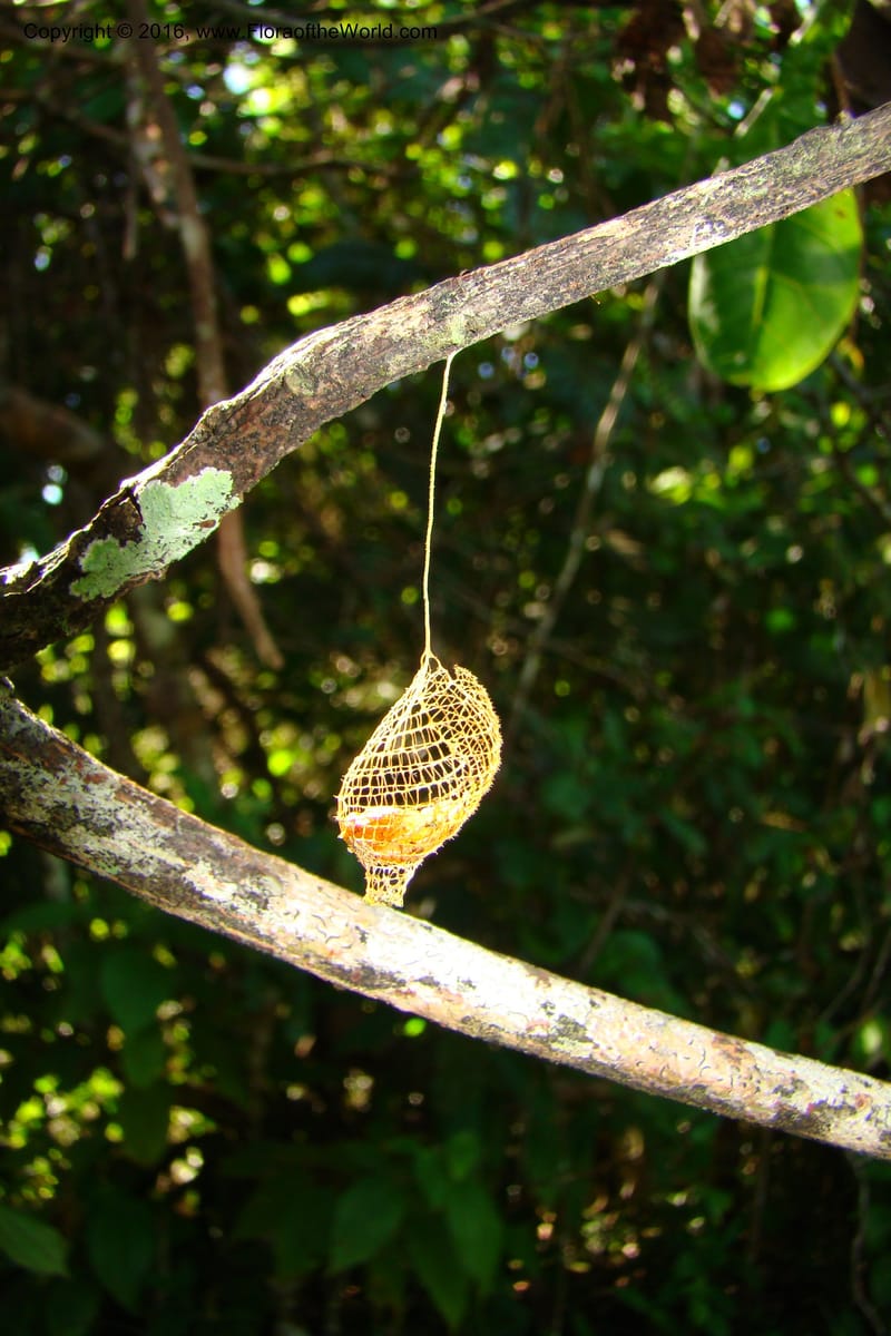 Peru. Loreto. Dist. Nauta. Miraflores, Rio Tigre. 10 Nov 08. 746.jpg