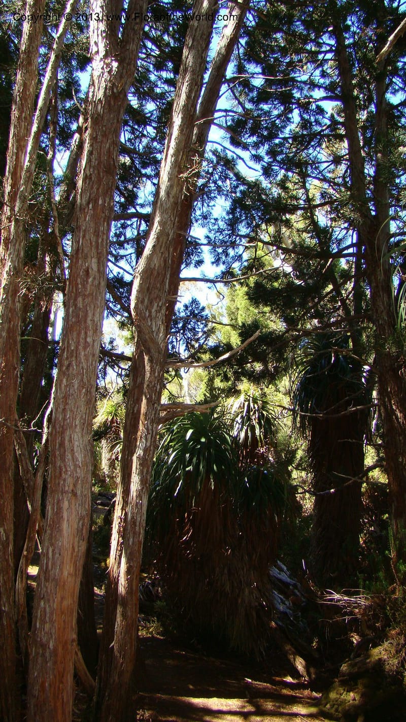 Tasmania. Mt. Field N. P. Near Lake Dobson. 29 Jan 2010. 002.jpg