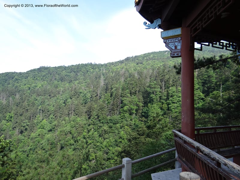 China. Zhejiang Prov. Tian Mu Shan. 29 May 2012. DSC00348 (143).JPG