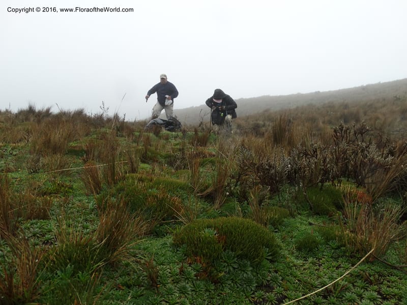 Ecuador. P. N. Cajas. Tres Cruces. 28 Apr 2015. DSC03499 (146).JPG