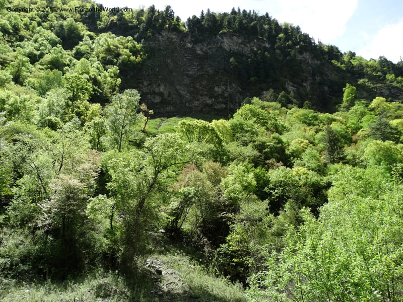 China. Sichuan. SuoLuoGou Village. 10 May 2014. DSC04925 (183).JPG
