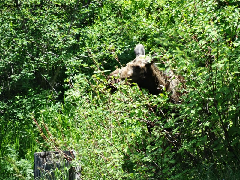 Idaho. Valley Co. Payette Lake. Sylvan Reservoir. 13 Jul 2014. DSC09715 (6).JPG