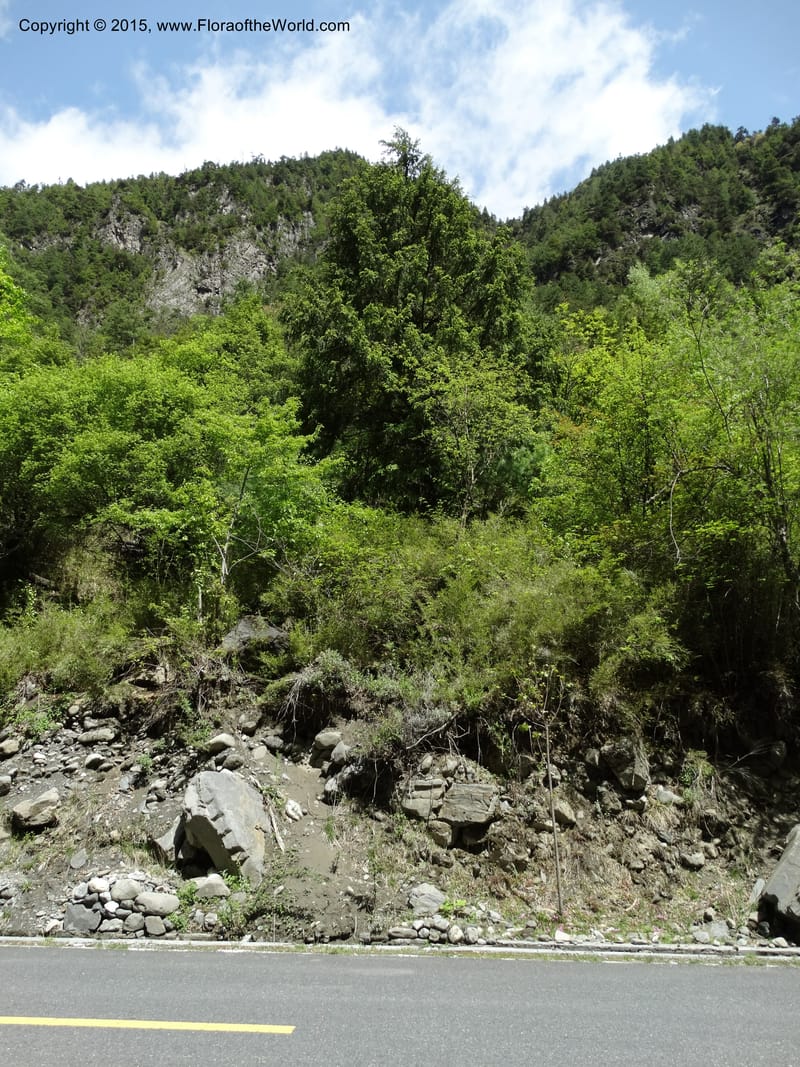 China. Sichuan. SuoLuoGou Village. 10 May 2014. DSC04925 (180).JPG