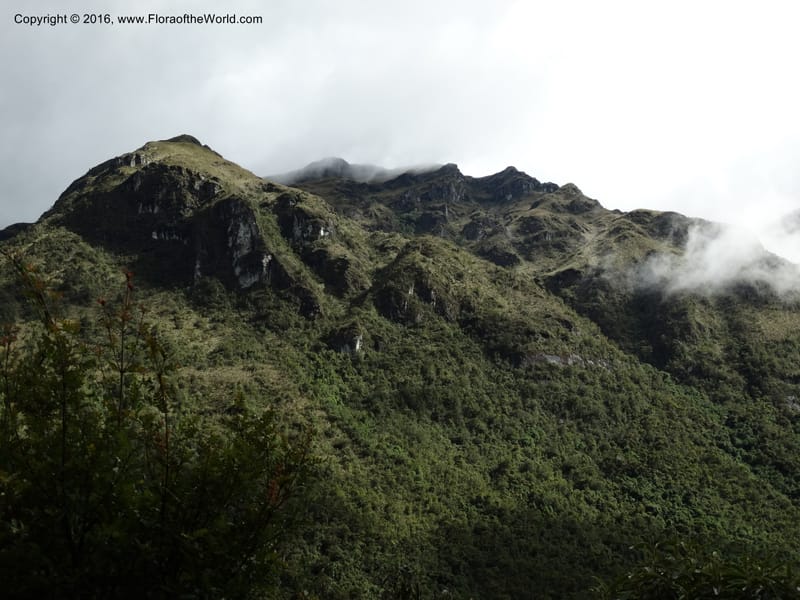 Ecuador. P. N. Cajas. 27 Apr 2015. DSC03385 (90).JPG