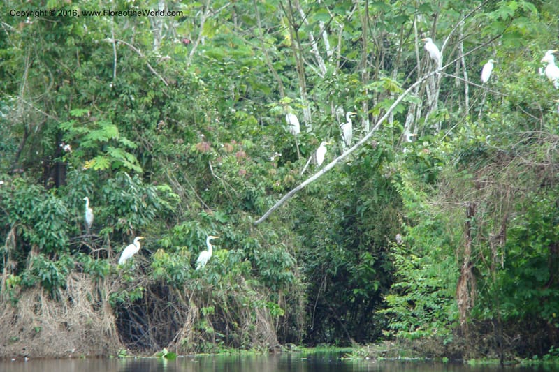Peru. Loreto. Dto. Parinari. Atun Cocha. R. Samiria. 15 Nov 08. 867.jpg