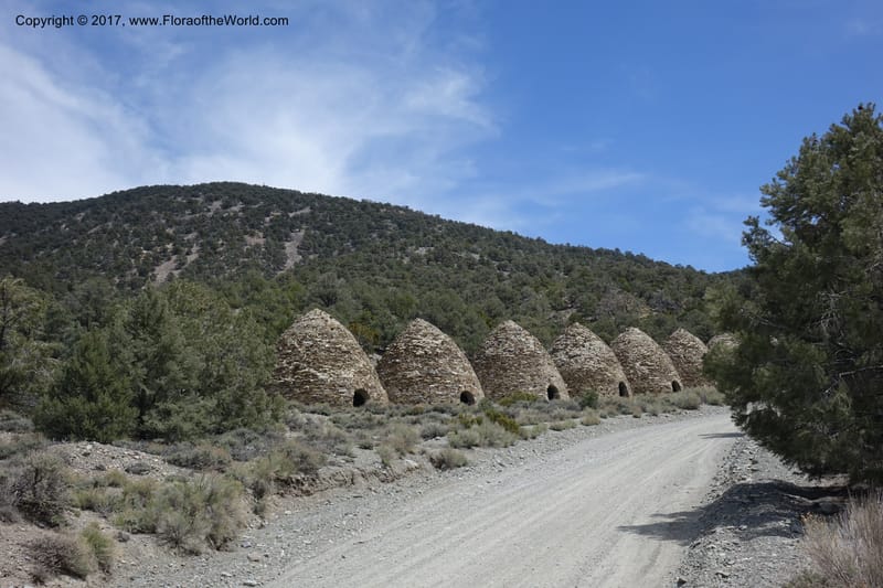 California. Inyo Co. Mahogany Flat Rd. Stop 1. 19 Apr 2016. DSC01513 (135).JPG