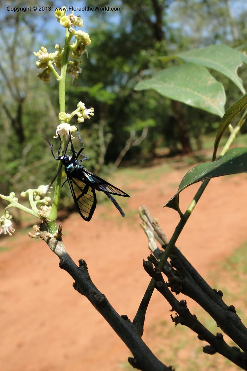 Clearwing moth on Sapindaceae, W. D. Stevens 31080--Paraguay. Edo. Amambay. Cerro Cora. 15 Mar 2011. 314 (17).jpg