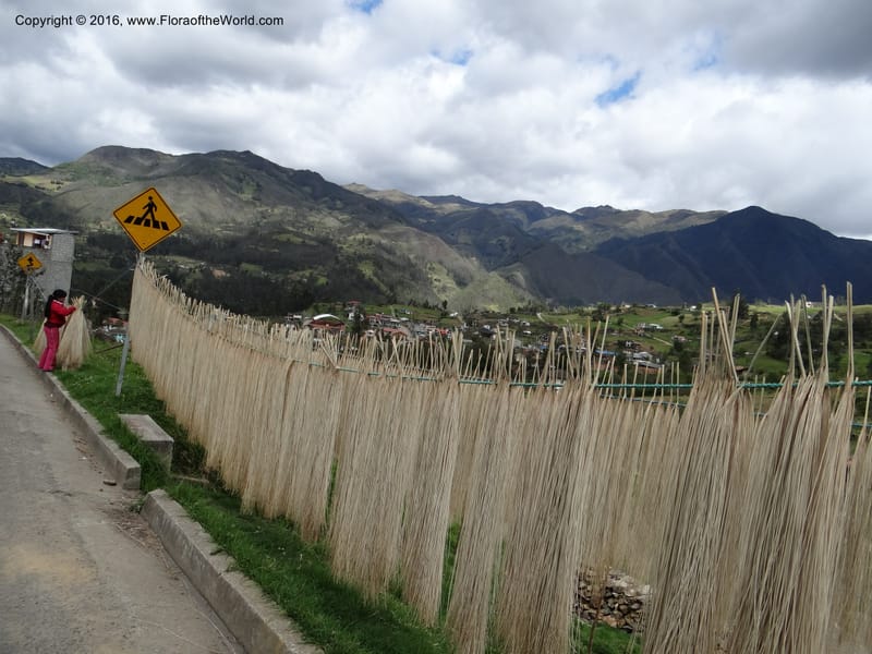 Ecuador. Azuay. Sigsig. 2 Oct 2012. DSC06351 (345).JPG