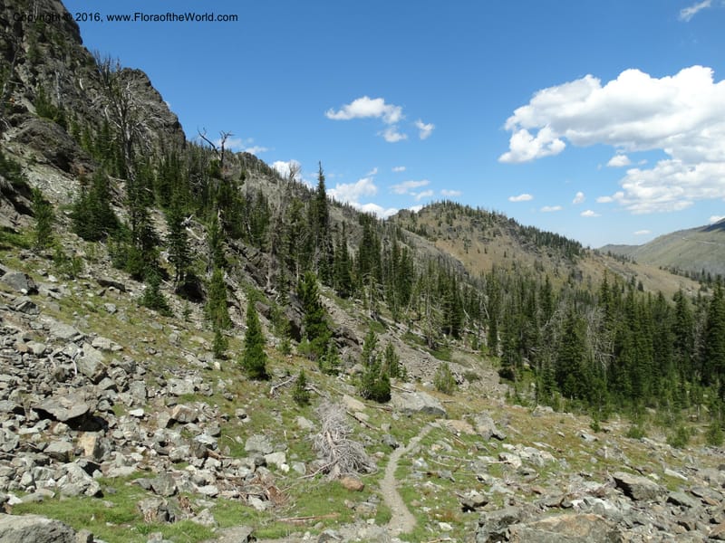 ID. Idaho Co. Seven Devils Mtns. 20 Jul 2015. DSC07745 (200).JPG