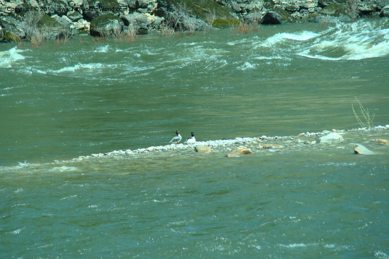 ID. Idaho Co. Salmon River Rd. 17 May 09. 241.jpg