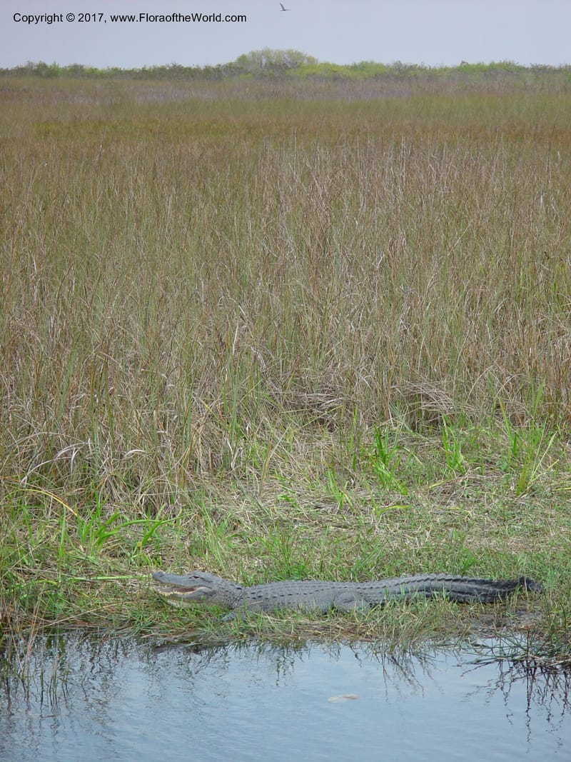 FL. Everglades Nat. Pk. Royal Palm Vis. Ctr. 15 Jan 03.  034.jpg