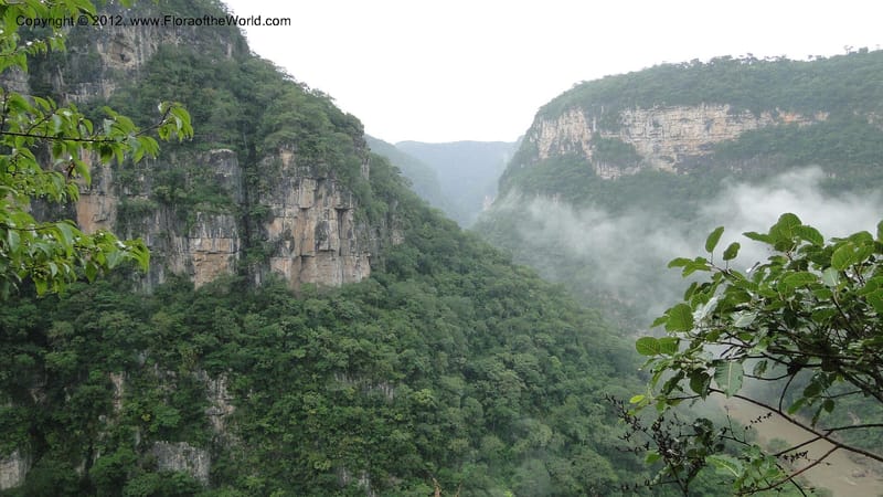 MX. Chiapas. Selva el Ocote. Cascadas el Aguacero. 18 Sept 2010. 327 (24).jpg
