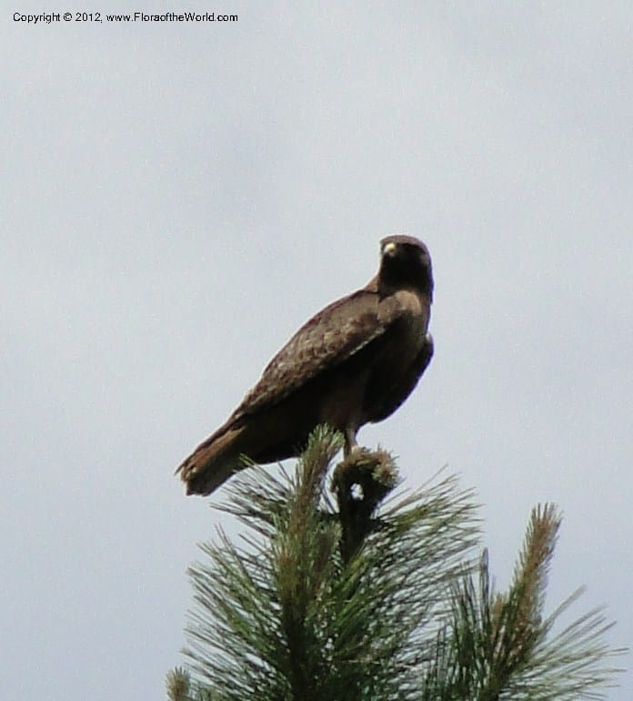 Buteo jamaicensis, red-tailed hawk--Idaho. Adams Co. Fish Lake Rd. 10 July 2011. 069 (2).jpg