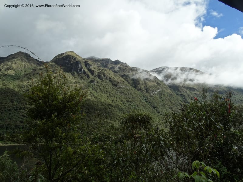 Ecuador. P. N. Cajas. 27 Apr 2015. DSC03385 (89).JPG