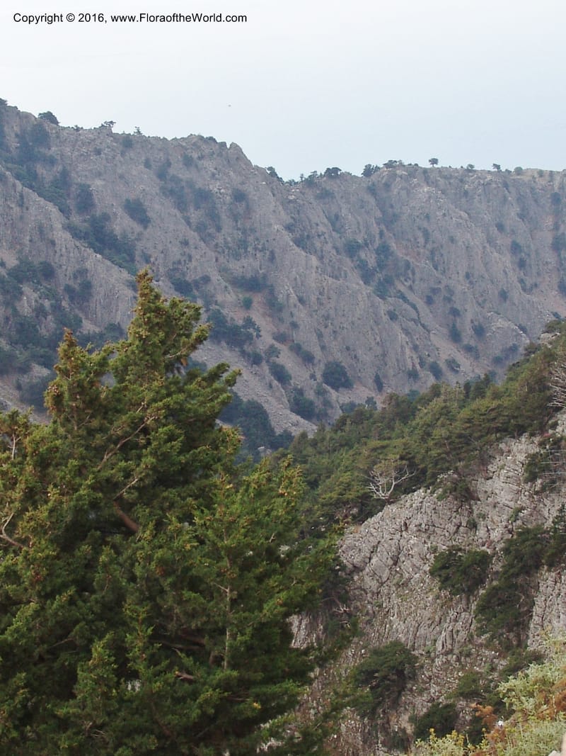Crete. Imbros Gorge. 29 May 05. 050.jpg